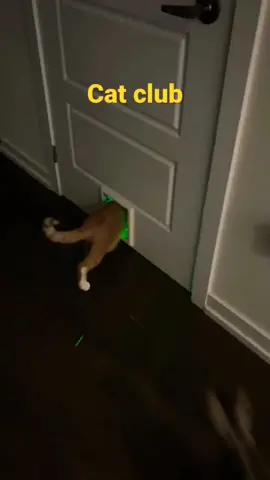 Welcome To Cat Club with angela HHH #cat #shorts my #mytalkingangela2 