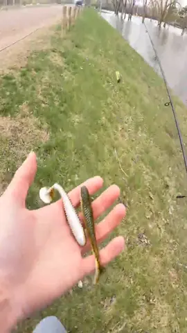 #fishingtiktoks #foryou #fish #fyp #foryoupage