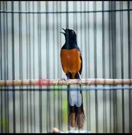 Info lawan roll tembak sepadan 😽  . . . #fyp #fypシ #fypシ゚viral #fypage #fypdongggggggg #murai #kicauburung #muraimedan #muraibatuekorpanjang #burungmerpati #kicaumania #trotol #kicau #bird #omkicau #murai #malang #masteran #kicauanburung #buruang #gacor #muraibatugacor #jakarta 