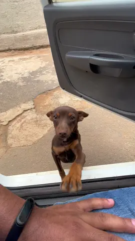 Vou pedir a vizinha ele pra mim 🥰🥰🥰#fofinhos🐶❤️ #dogderuatbmmerececarinho #pinchertiktok 