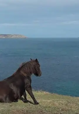 horse #fyp #fypシ #meme #memes #joke #horse 