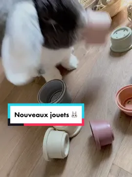 Haku a recu pleins de jouets 🐰 #fyp #pourtoi #foryou #bunny #cute #lapin #lapingeant #bunnylover #bunnymom #fun #funny 