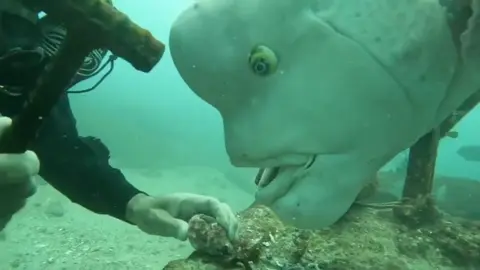 🐟big fish🐟 #sea #fish #animals #fyp #bigfishing 