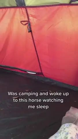 #cute #omg #funny #horse 