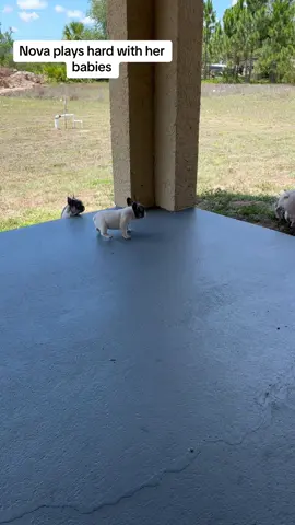 Nova loves to plsy with her babies but sometimes she plays a bitvrough. #frenchbulldog #frenchie #fyp #foryou #foryourpage #foryoupage #frenchbulldogpuppy #frenchies #frenchbulldogs #frenchiesociety #puppy #puppiesoftiktok #dog #animals #pet #frenchiepuppy #frenchbulldogsavailable #puppysounds #frenchiesavailable #frenchiesounds #puppiesplaying #momsplayingwithbabies 