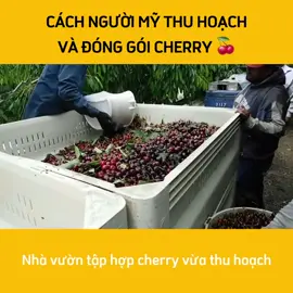 Các bác hiểu vì sao mà #cherry đắt đến vậy chưa???. Đừng thắc mắc nữa nhé #traicay #hoaquanhapkhau #ngochanhfruit 