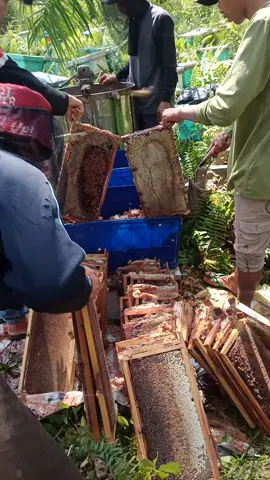 proses panen madu akasia di jambi..  bisa d cek di keranjang kuning.. #maduhutan #murni #murni #halimbee #madu #murni 