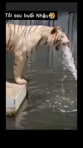 Nỗi khổ này ai đã từng trải ?#TryItWithTikTok #DiSanVietNam #rượu_ngọt_làm_ta_uống_say #nônsậpmặt 