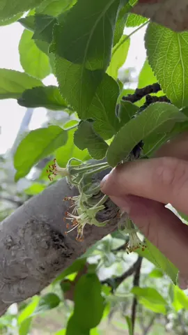 The bottom, or calyx end of an apple is the first part to develop because, it was the bloom!🌸🍎  #foodfacts #apples #freshfruit #applegirl #education #farming #agriculture 