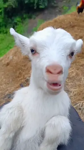 #animals #viral #video #trending #new_trending #fyp #fypシ #foryoupage #animal #tiktok #4us #funny 