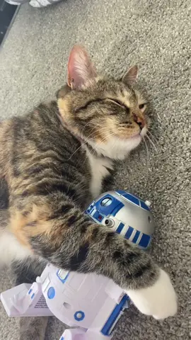 I PUT THE NEW FORGIS ON THE JEEP 🔥🔥🔥💯💯🗣️🗣️🗣️‼️‼️‼️‼️ #cats #roddyricch #fyp temu cats