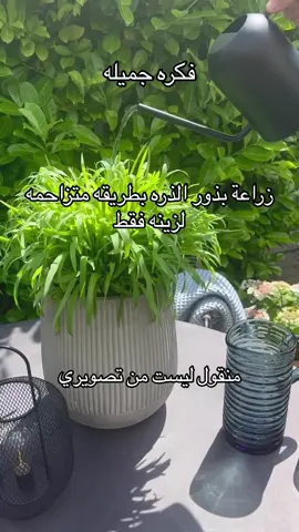 #نباتات_عطره #Etra #عطره #زراعه #نباتات_داخل_المنزل #fyp #foryoupage #تصميم_حدائق 