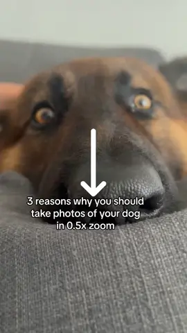 Boop me in the comments. ⬇️🐽 #dog #boop #germanshepherd #tiktok #fyp #ilovedogs #cutedogs #famousdog 