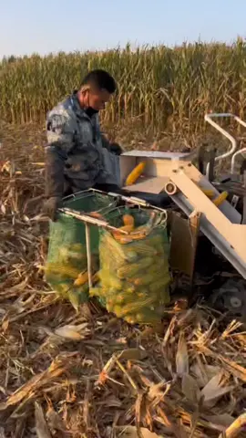 Cosechadora de Maíz 🌽⚙️⛓️🤠 #inversioneselvillorro #agriculture #campo #corn #maiz #farming  #agro #harvest #agricultura 