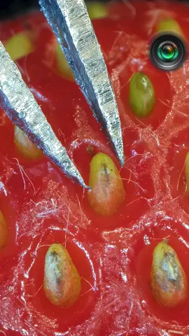 Juicy Strawberry Seed in Macro: ASMR Experience #Macro  #ASMR #satisfyingvideo #CloseupCraze #ZoomInExperience #JuicyStrawberry #TinyWonders #CaptivatingMacro #VisualTreats  #SoothingSensations #MacroObsession #ASMRJourney #IntricateDetails #ASMRMagic #ASMRRelaxation #MacroArt #ASMRCommunity #MacroPhotography #ASMRTriggers