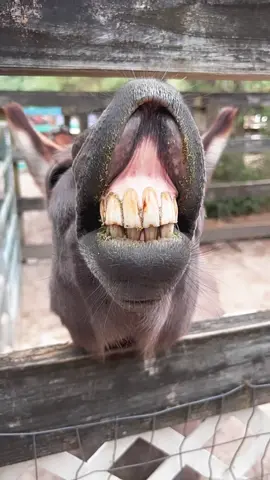 A donkey dose of HAPPY… brought to you courtesy of Jimmy the Donkey  😁 . . #pharrellwilliamshappy #smileandbehappy #bestteethever #smilingdonkey #spreadpositivityandlove #goodvibesonly #funnyanimalsoftiktok #northmiami #miamibeachliving #brushyourteethkids #staypositiveviral #beyoutiful #itsfridayyall #weekendfun #drinkandbemerry #becauseimhappy #goodteethgoodsmile #goodteeth #allsmileshere☻ #feelinggoodtoday #sonriesiempre #sonrieconmigo #lafelicidadescontagiosa #sefelizsiempre #animalesgraciosos #funnyfarmanimals #sonrisas😁❤ #sonrisaperfecta #dentadura #teethtok #dientesperfectos 