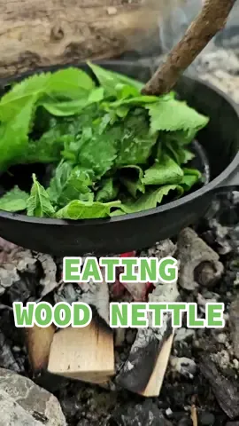 Eating wood nettle 🌱 #foryou #fyp #survival #selfreliance #foraging #nettle #stingingnettle #woodnettle #selfreliance #offgrid #outdoorlife #wildfood #outdoorcooking 