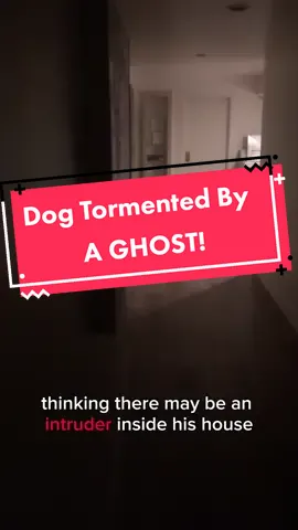 Poor Nala... #scary #paranormal #dog #haunted #ghost #creepytok #haunting #evil #demon #fypシ゚viral 