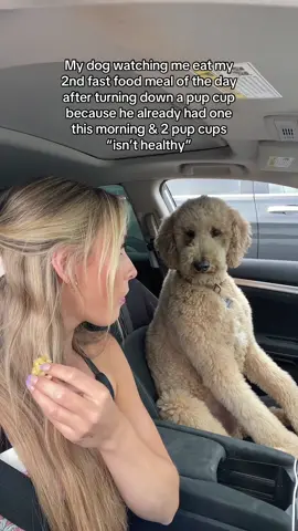 Im sure he understands.. #dogs #dogtok #funnydog #goldendoodle  