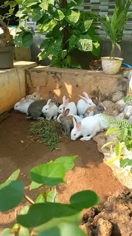Panen anak kelinci#tiktok #kelinci #kelincinakal #cute #babyrabbit #rabbits #funnyrabbitvideos #hewan #bunny #kelincilucu #memeliharakelinci #cuteanimalvideos #babybunnies #tiktokhewanlucu #ypfッ #babybunny #cutepetvideos #pecintakelinci #viral #video #trending 