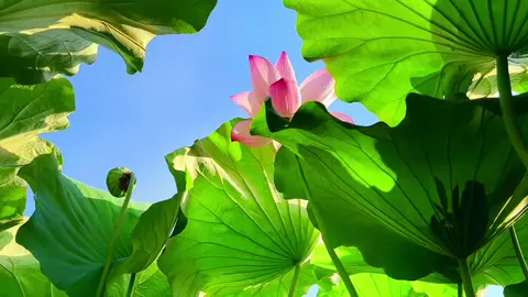 Trong đạo Phật, hoa sen đại diện cho 8 đặc tính của người tu Phật bao gồm: Trừng thanh - Không nhiễm - Kiên nhẫn -Thanh lương - Viên dung - Ngẫu không -  Hành trực - Bồng thực. #tiemtaman #phatgiao #phatphapnhiemmau #phatphap #hoasen 