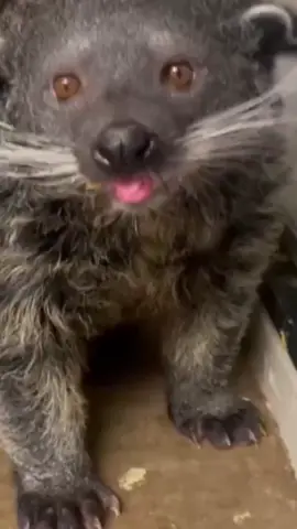 #tiktok #zoo #binturong 