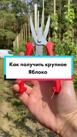 #домисад #яблоко #крупноеяблоко #садоводство #яблоки #яблоня 