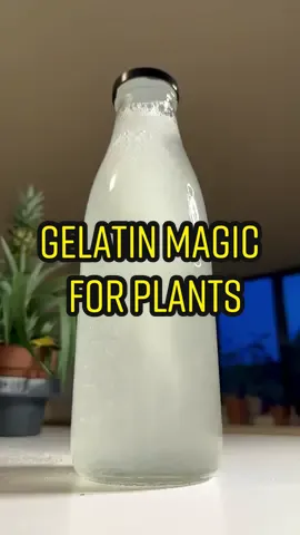 How to use gelatin to feed plants! 🤯🌱 #gelatin #baking #plantsoftiktok #DIY #howto #planttiktok #lifehacks 