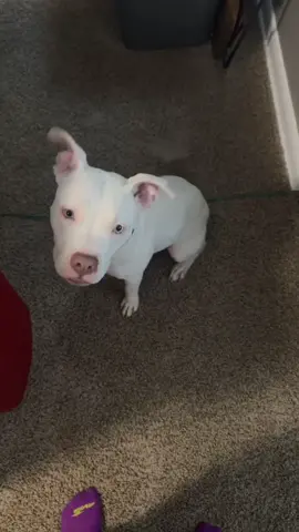 Goteeeem 😂😂 #fypシ #viral #dogsoftiktok #pitbullsoftiktok #albinopitbull 