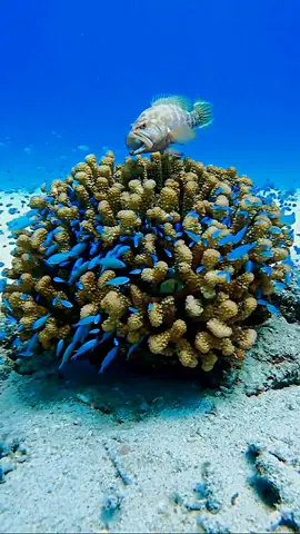 #fy #fypシ #viral #fish #gofishing #fishing #topwaterfishing #explore #اكبسلور 