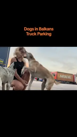 These dogs on parkings in Bulgaria, Romania, Greece… Generaly friendly and playful but the way they play is not always safe one… #trucking #dog 