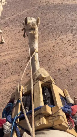 نياق جدي محمد بن منديل( رحمه الله) #مطير_حمران_النواظر #نياق #وضح 