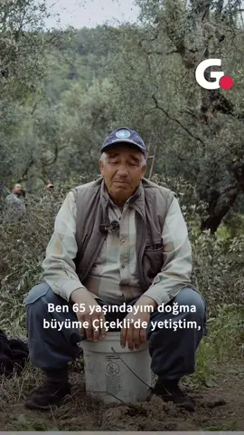 İyi zeytin nasıl olur? 😬 🫒 Recep T. Çelik sordu, çiftçi İbrahim Koç anlattı. 🎙️ #zeytin #zeytinyağı #gıda #çiftçi #iznik