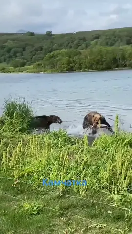 Kamchatka, a kingdom dancing with bears