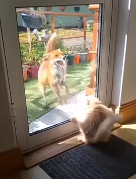 Cat security guard scares fox intruder away while on duty. 🐱vs🦊 #cat #cats #catlovers #catsoftiktok #cattok #fox #foxes #foxy #animals #cute #Love #animalsoftiktok #funny #meme #viral #foryou #foryourpage 