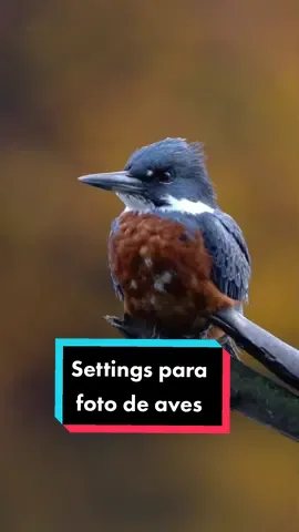Pueden adivinar todas las aves del vídeo??  Las han visto??  #fotografia #chile #aves #birdswatching #naturaleza #sonyalpha #fotografiadeaves #birdsphotography 