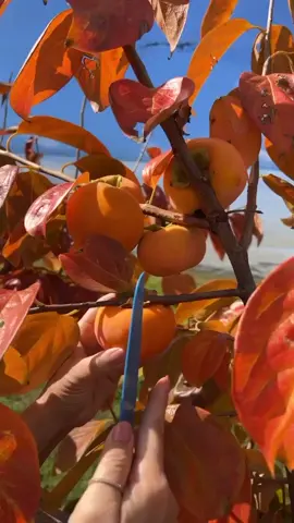 Persimmon fruit #fruits #freshfruits #sweetfruit #deliciousfruits 
