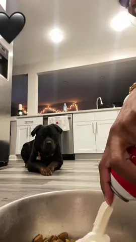 Greeeedy! ##blackpets #blackpetowner #pet #stickandmayter #explore #Dog #DogMom #PetsOfTikTok #fyp #animals 