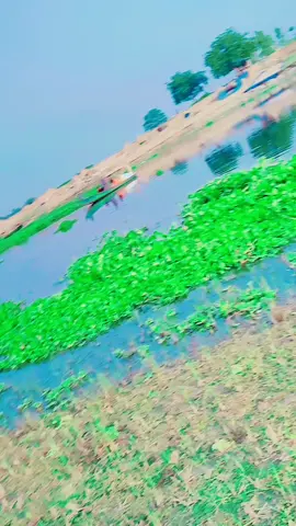 #সিরাজগঞ্জ #tiktok #foryou #foryoupage #tiktokbanagladesh🇧🇩 @❤️juthi825❤️ @MD.Mozammel Hoque @♥️🌺বাবু খান 🌺♥️ 
