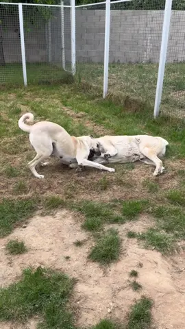 #kangalsevenler #kangalköpeği #çobanköpeği #sivaskangalı #anadoluçobanköpeği #kangalyavrusu #köpeksevgisi #turkishkangal #avrupakangal #animal #animals #köpek #herd #dog #wolfdogsoftiktok #chien #shepherddog #dogs #köydeyaşam #koyunvideoları 