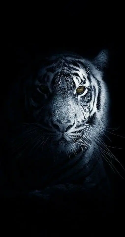 buat walpaper#harimauputih#harimauoren