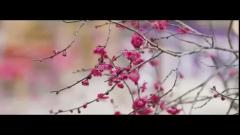 #中華民國 #梅花#🇹🇼 