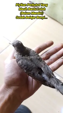 Suara Perkutut Anakan Belajar Bunyi Di Tangan #perkututpiyikan #suaraperkutut #perkututanakanbunyi #perkutut #merbuk #fyp #fypシ #fypシ゚viral #anakanperkututbunyi #suaraanakanperkututlokalalam #perkututjinak #perkututgacor #perkututdemak #suaraperkututpiyikan #suaranakanperkutut  #perkututlokalalam #perkututindonesia #ytkholiqperkutut #kholiqperkutut 