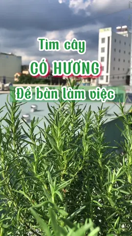 Nếu bạn đang tìm cây có hương thơm để bàn làm việc thì hãy xem video này nhé! #yeucayxanh #yeucayxanhgarden #caycanhvanphong #trongcaytrongnha 