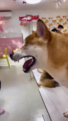 The dog keeps sneezing non-stop. #dog #dogs #foryou #tiktok 