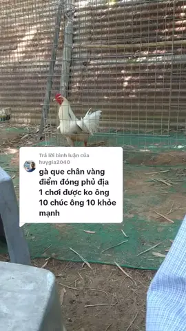 Trả lời @huygia2040 ông mình nói có gì không đúng mong ae bỏ qua nha, những ae mà mình chưa tl ae được ae thông cảm cho mình nha 