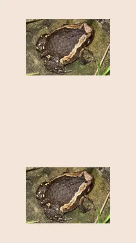 เสียงธรรมชาติ เสียงอึ่งอ่าง ต่ออึ่งอ่าง ล่ออึ่งอ่าง เสียงชัด รับประกันคุณภาพ (เสียงต่อสัตว์ ไฟล์ MP3) คัดลอกลงแฟลชไดร์ฟ คละแบบ คละสี ขนาด  16  gb เสียงชัด เสียงดี ได้ผลจริง เสียงผ่านการใช้งานจริงมาแล้ว ว่าใช้ได้แน่นอน  รับประกันคุณภาพ   ต้องการรับเป็นไฟล์ ส่งผ่านทางอีเมล์ ติดต่อได้ที่ ไลน์ไอดี : teerapat999  ราคา 100  บาท   #เสียงต่ออึ่งอ่างบ้าน #เสียงล่ออึ่งอ่างบ้าน #เมมเสียงอึ่งอ่างบ้าน #แฟลชไดร์ฟเสียงต่ออึ่งอ่างบ้าน #แฟลชไดร์ฟเสียงอึ่งอ่างบ้าน #แฟลชไดร์ฟเสียงต่อสัตว์ #แฟลชไดร์ฟเสียงสัตว์ #เมมเสียงล่อสัตว์ #เสียงต่อสัตว์ #เสียงล่อสัตว์ #เสียงเรียกสัตว์ #เสียงต่อนก #เสียงเรียกนก #ต่อเข้าดี #หมานหมาน #ชัด100เปอร์เซ็นต์ #เสียงชัดแจ๋ว #เสียงดี #เสียงใส #เสียงHD #ไม่มีโฆษณา #เสียงต่อสัตว์ราคาถูก #เสียงสัตว์ #เสียงฝึกสัตว์ #เสียงเรียก #เรียกนก #เรียกสัตว์ #ล่อนก #ล่อสัตว์ #เมมเสียงสัตว์  #ต่อไว #เข้าไว #เข้าเร็วสุด #ใช้มากสุด #สุดฮิต #เมมเสียง #การ์ดเมมโมรี่ #อึ่งอ่างบ้าน #ล่าสัตว์ #hunting #เข้าป่า #แฟลชไดร์ฟเสียงล่อสัตว์ #เมมเสียงต่อสัตว์ #ที่ไหนขายเสียงต่อนกบ้าง #หาซื้อเสียงต่อสัตว์ได้ที่ไหน #เสียงต่ออึ่งบ้าน #เสียงล่ออึ่งบ้าน #เมมเสียงอึ่งบ้าน #แฟลชไดร์ฟเสียงต่ออึ่งบ้าน #แฟลชไดร์ฟเสียงอึ่งบ้าน