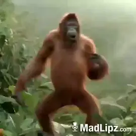 #dubigjawa #cemetmp4 #mentahan #monyetlucu #viral