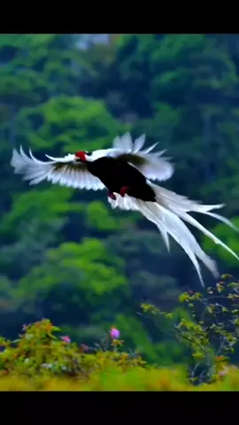 Chim công bay. Đẹp quá #đẹp #bird #thegioichim #xuhuong #giaitri #chimcong 