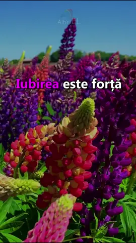 Iubirea este forța care... 💖 Închide ochii și Relaxează-te! Ascultă cea mai frumoasă muzică de relaxare: https://youtube.com/c/AbriELMuzica 💖 #fyp #foryou #foryoupage #alegsafiu #dezvoltarepersonala #motivatiesisucces #motivatiezilnica #motivatie #academiademotivatie #psihologie #dezvoltarepersonală #motivatie #motivatiesisucces #inspiratie #success #romania #motivatiepentruviata #motivatiezilnica #foryoupage #motivatieplan #motivatie_potrivita #invatapetiktok #dezvoltarepersonala #foryoupage #motivatie #motivatiepentruviata #motivatiezilnica #5pasidebine #viraltiktok #tiktok #ganduri #psihologie #ganduri #citate_pentru_suflet #viraltiktok #ganduri #motivatie #motivatinal #fy #viral #pentrutine #inspiratie #sfaturi #motivation #citate #romania #iubire #bucuresti #fericire #citatemotivationale #viata #dragoste #follow #citateromanesti #motivatie #inspiratie #pasiune #citate #romania #fericire #iubire #ganduri #citate #viata #sentimente #iubire #tristete #curaj #versuri #citatedespreviata #emotii